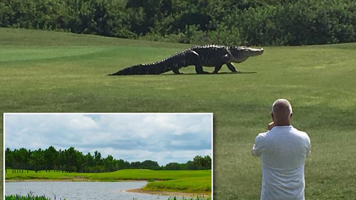 Δείτε βίντεο: Αλιγάτορας - τέρας κάνει βόλτα σε γήπεδο του γκολφ